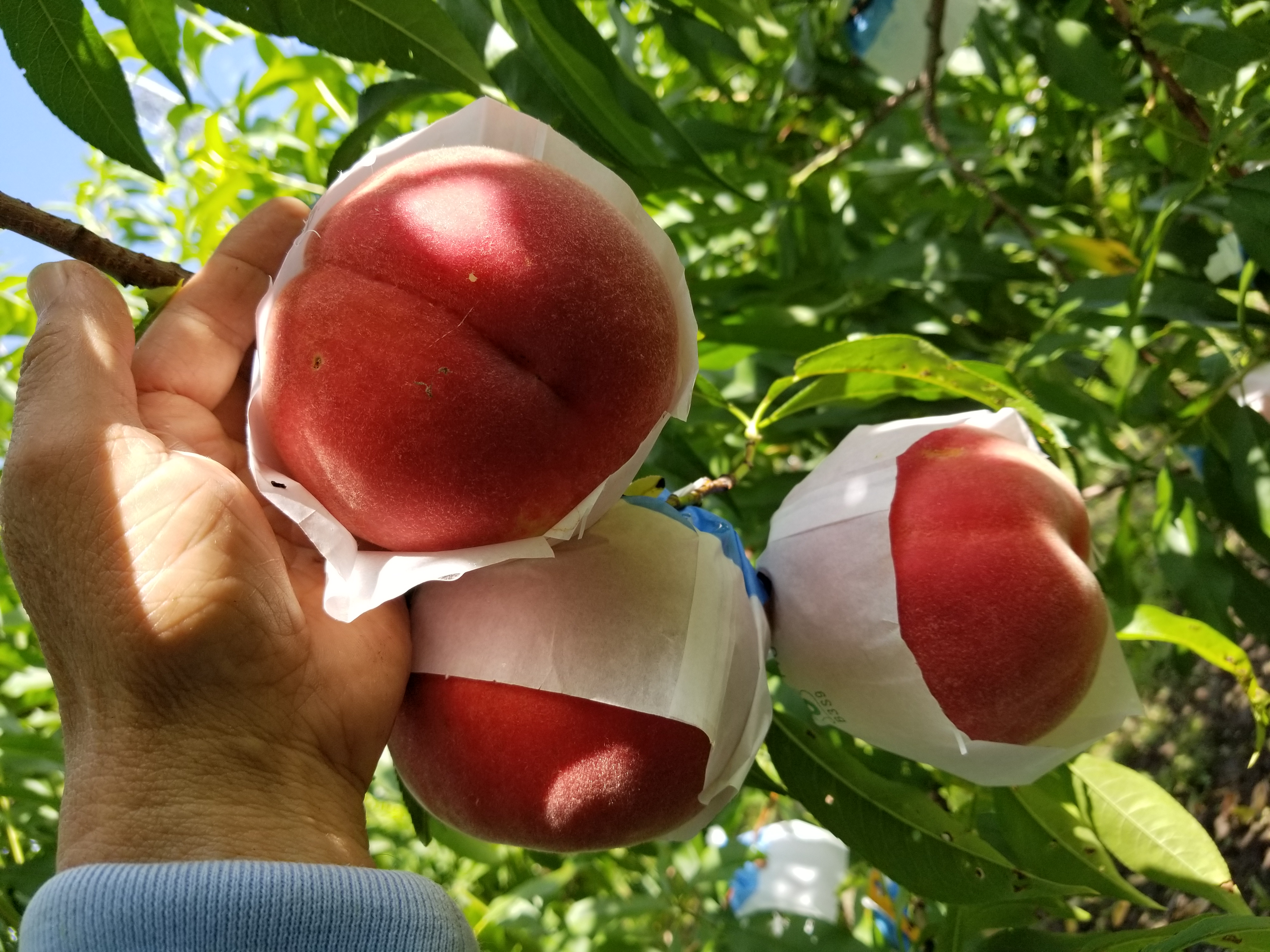 桃 【5kg】 | 高野農園